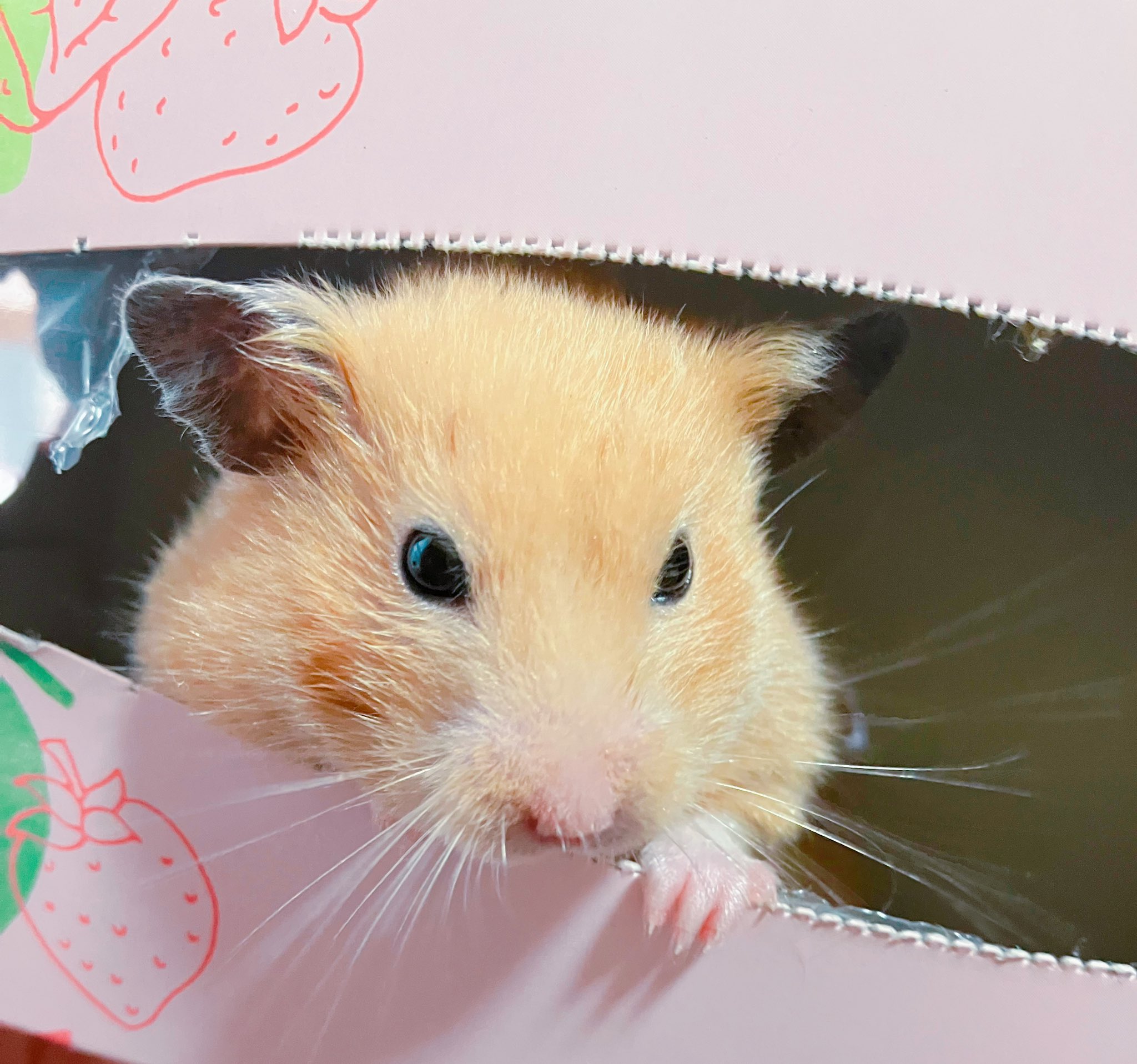 【専用】2匹のねずみとくつした、ねこのジンジャー おまとめ、 専用】2匹のねずみとくつした、ねこのジンジャー おまとめ、