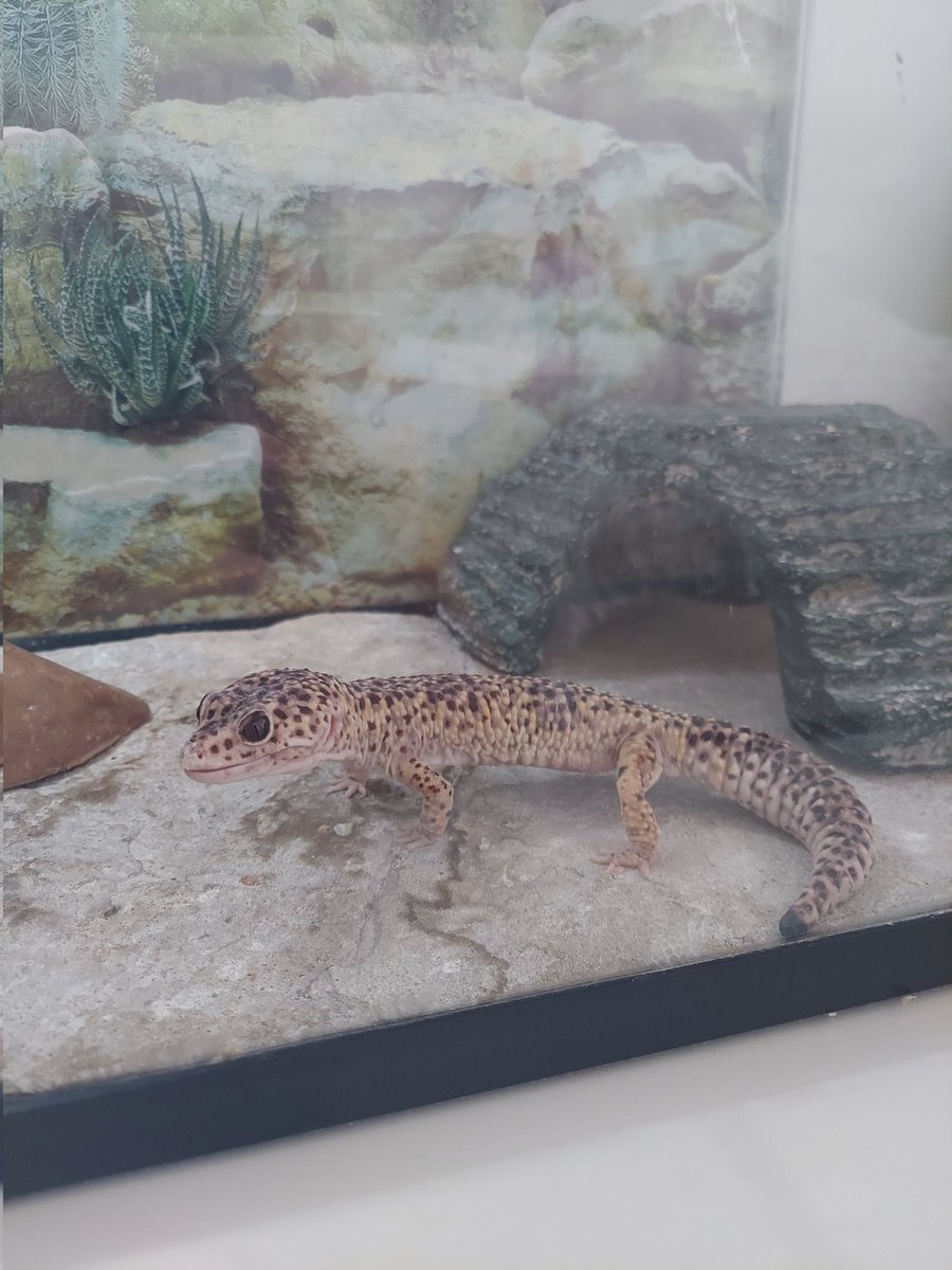 jetsfan24x7's tweet image. Taking care of my sister's lizard this weekend. My family is a bird and lizard pet family lol