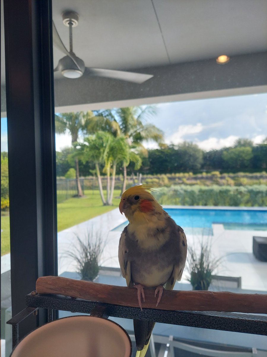 jetsfan24x7's tweet image. Taking care of my sister's lizard this weekend. My family is a bird and lizard pet family lol
