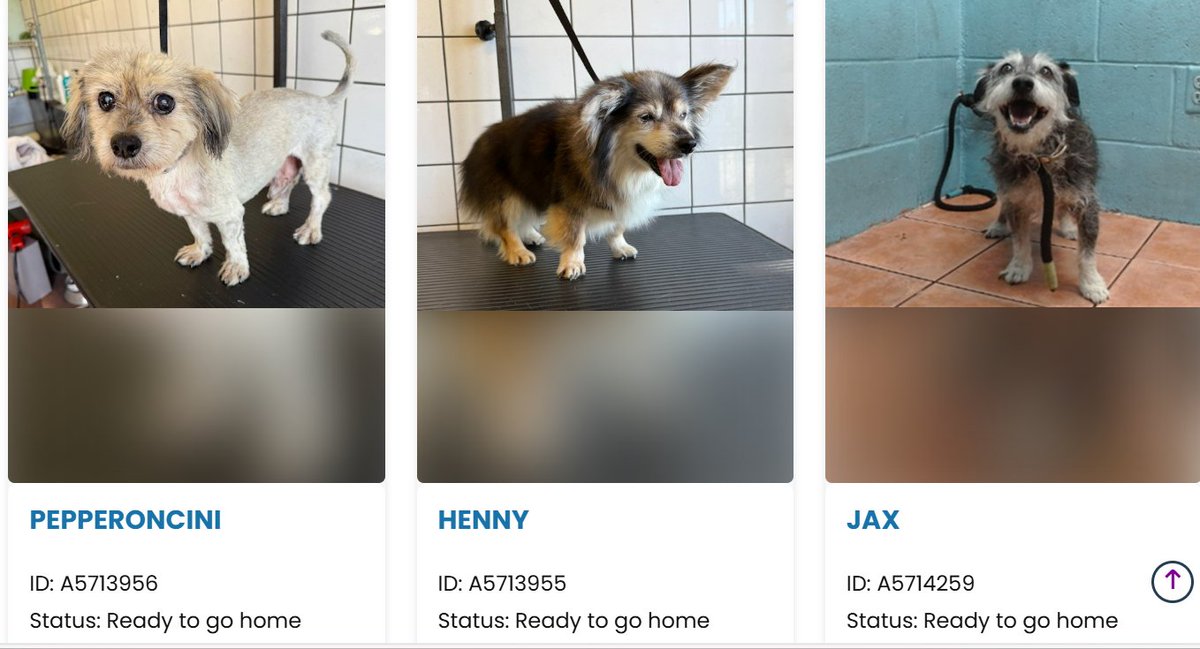 Maple 🐕 🎹 🎸 💙 (@mapleveewesem) on Twitter photo 💔🆘💔 Senior Littles keep coming in to Downey #California ACC☹️ The latest adoptable ones:
Pepperoncini #A5713956 12 yo 10 lb male
Henny #A5713955 12 yo 9.7 lb female 
Jax #A5714259 9 yo, 19 lb male
Please go visit these cuties🙏 info⬇️ 💔🆘💔 Senior Littles keep coming in to Downey #California ACC☹️ The latest adoptable ones:
Pepperoncini #A5713956 12 yo 10 lb male
Henny #A5713955 12 yo 9.7 lb female 
Jax #A5714259 9 yo, 19 lb male
Please go visit these cuties🙏 info⬇️