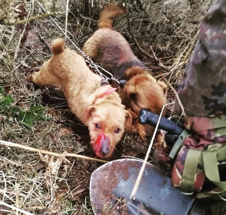 I’d argue it’s dog fighting in two ways. It’s putting canines against one another (fox hounds v fox) &amp; a large part of hunting is terrier work which involves prolonged fighting between dogs &amp; foxes underground. Not conducted in the same way as popular dog fighting. Same result