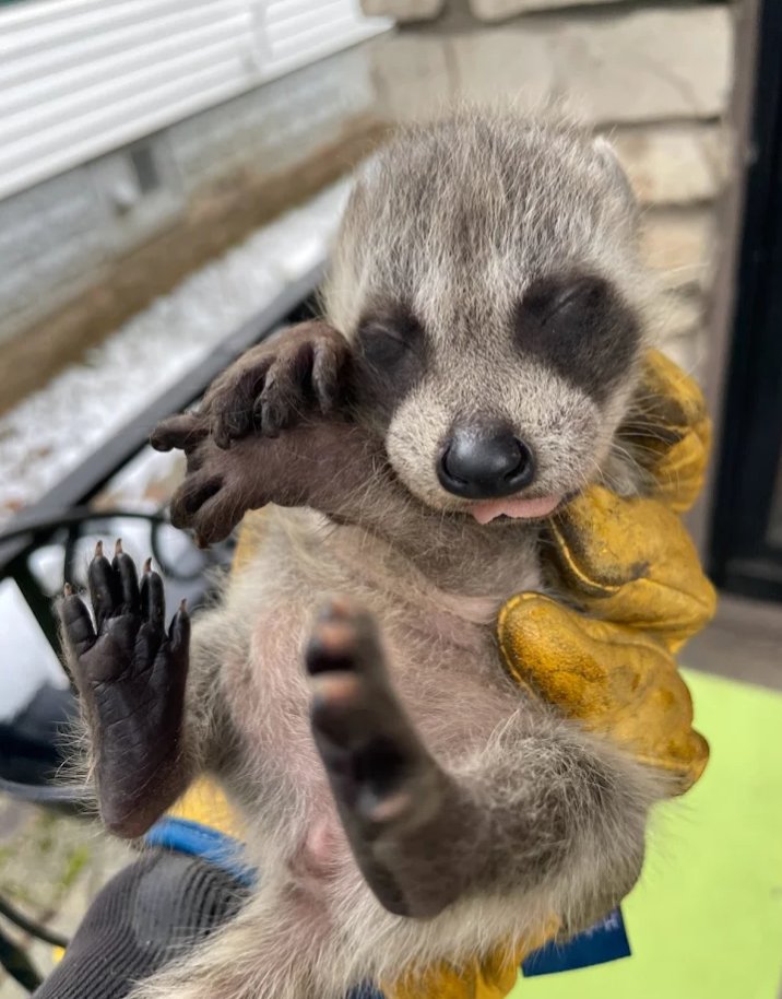 Skedaddle Humane Wildlife Control (@skedaddlewild) on Twitter photo 