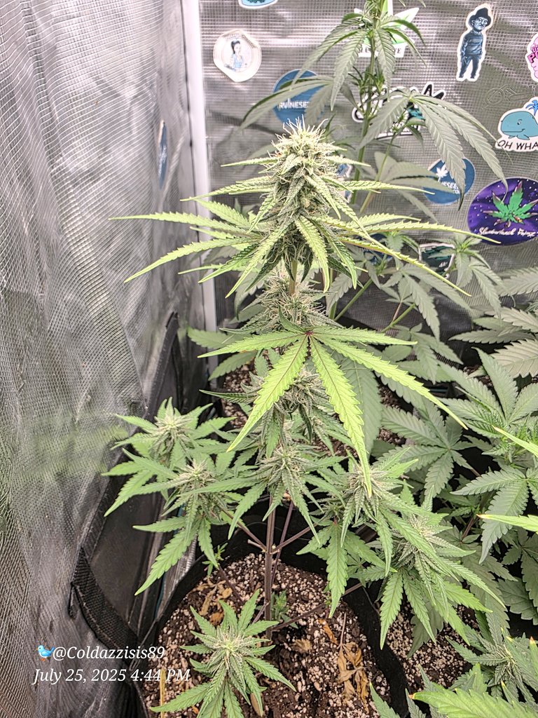ColdAzzIsis89's tweet image. The testers in the 2x2!!
Look at the recovery!!!
No more yellow!!!
Gaia Greens did that shit!!!
#onlyplants #Mmemberville #virginiaisforgrowers #marijuana #CannabisCommunity #Weed #growyourown #plants