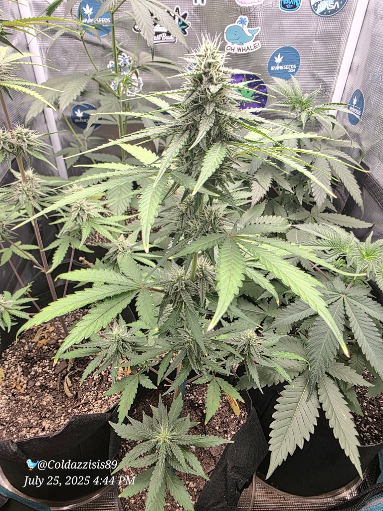 ColdAzzIsis89's tweet image. The testers in the 2x2!!
Look at the recovery!!!
No more yellow!!!
Gaia Greens did that shit!!!
#onlyplants #Mmemberville #virginiaisforgrowers #marijuana #CannabisCommunity #Weed #growyourown #plants