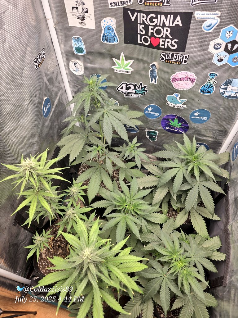 ColdAzzIsis89's tweet image. The testers in the 2x2!!
Look at the recovery!!!
No more yellow!!!
Gaia Greens did that shit!!!
#onlyplants #Mmemberville #virginiaisforgrowers #marijuana #CannabisCommunity #Weed #growyourown #plants