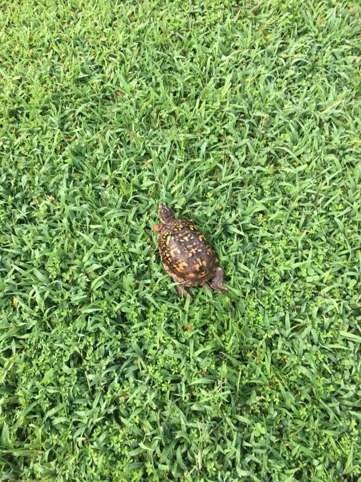 CrystalSeth's tweet image. Another day another turtle saved from the road.  🐢