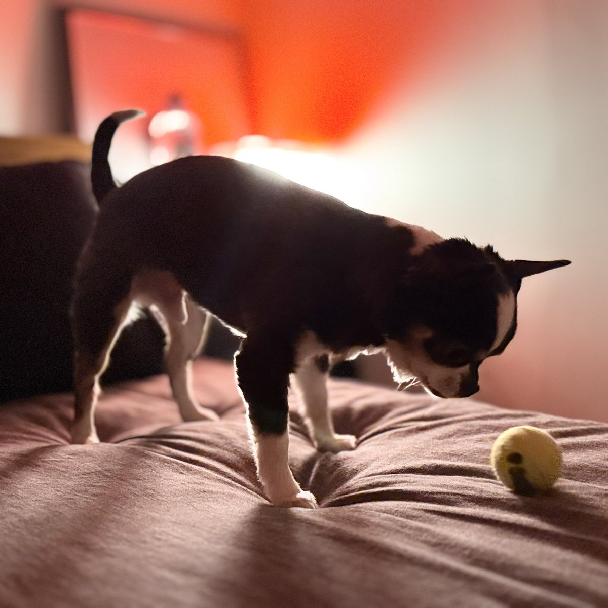 HomoConNYC's tweet image. Time for bed
“No just throw it one more time it’s the last time I swear”