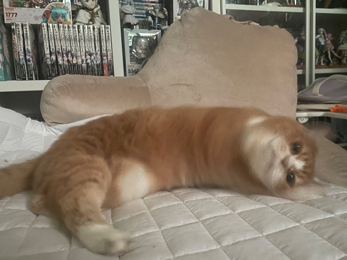 에어컨좋아고양이