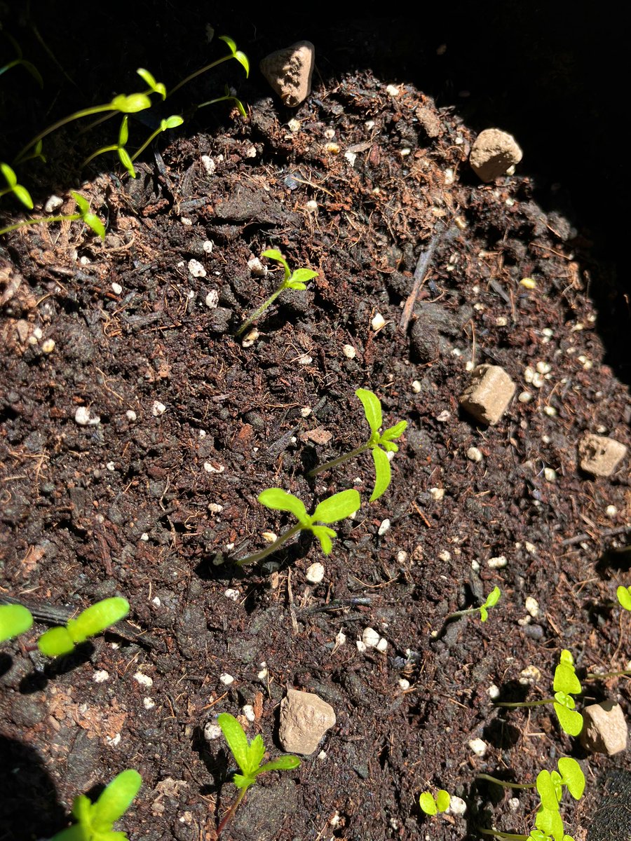 623tmr's tweet image. 色々植えたんだけどうまいこと育ってくれますように…！

種から植えてみたから間引いたりしなきゃいけないかな…？