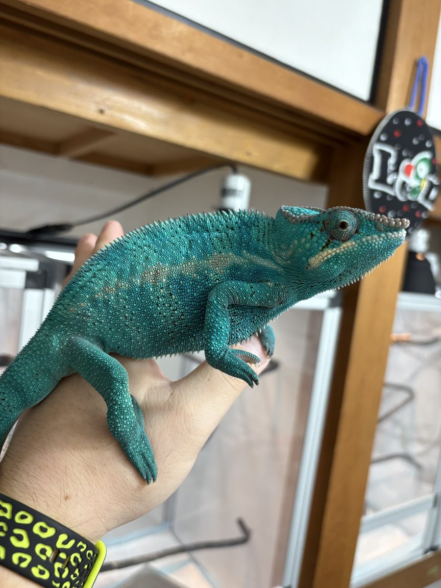lien_1100's tweet image. アンビローブ♂♀
ノシベ♂
アンカラミー♂
などなど大特価です‼️