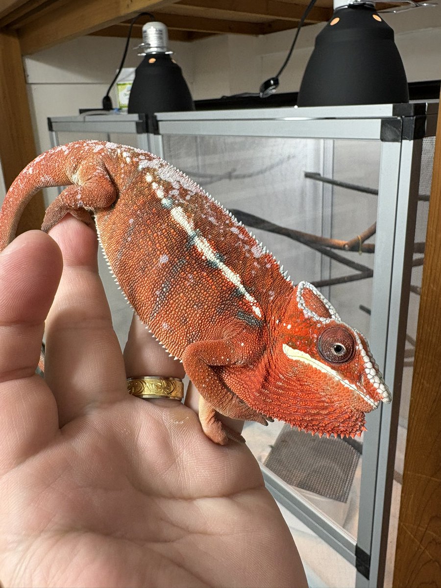 lien_1100's tweet image. アンビローブ♂♀
ノシベ♂
アンカラミー♂
などなど大特価です‼️