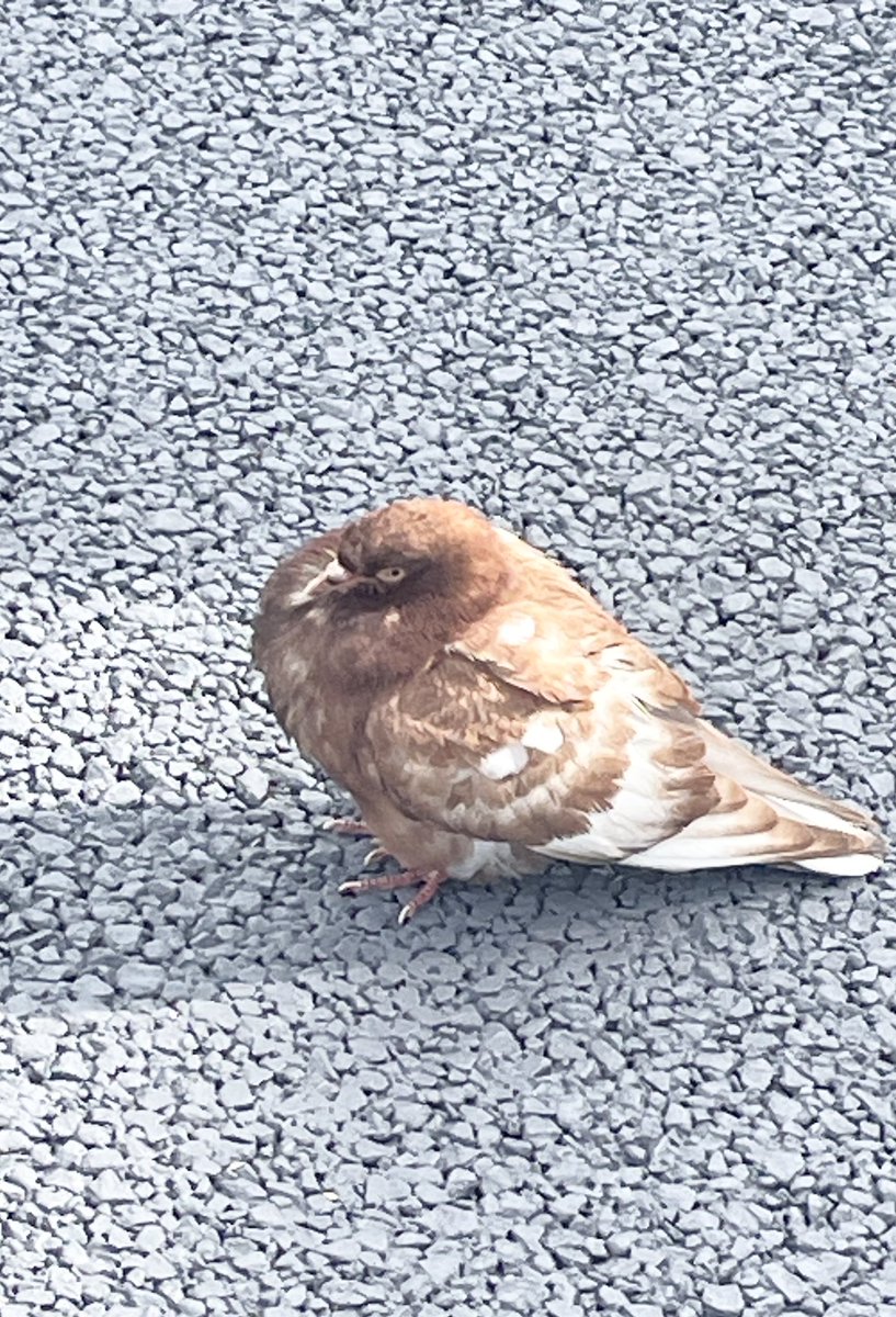 brown pigeon🐦