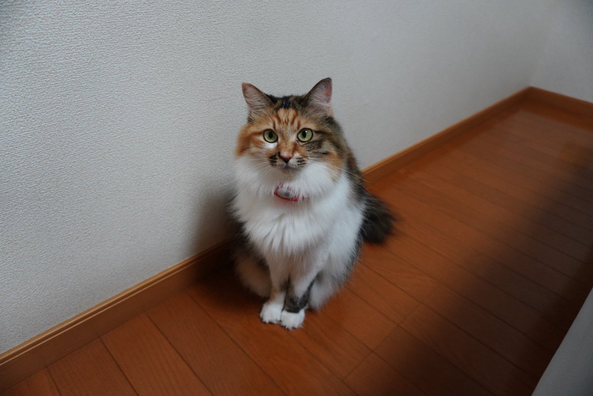 本日4歳バースデー🎈