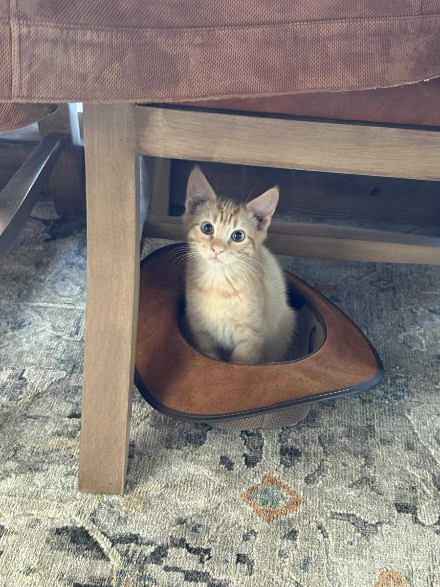 After a long, hard day, I came home to the cat in the hat