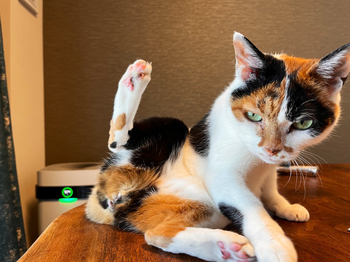 623tmr's tweet image. このポーズで固まってた🐈可愛い😚