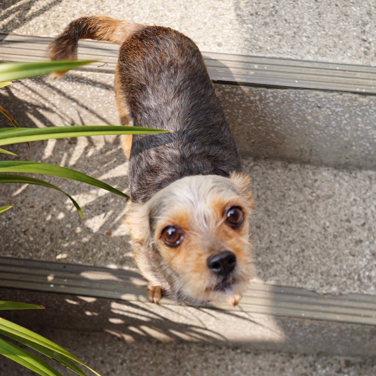 __offmbb's tweet image. 오늘 우리 강아디 삼우제라 거기나 다녀올거임