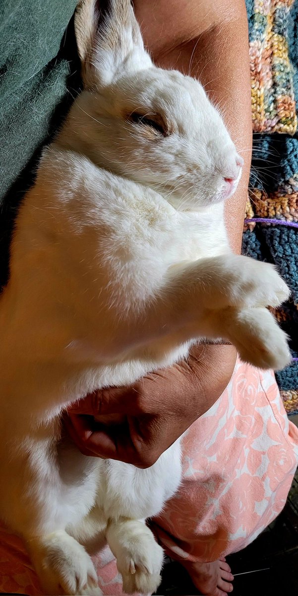 Kansas City Southern (@scrapacat) on Twitter photo Me: hey #BegoniaBinx, <a href="/HazenPolice/">Hazen Police Department</a> is on the show tonight.
Him: *swoon* gibs meez da full spa mumzy. Meez toes too... Meez listen...snnnoooorre.
Me: 😳 ok...
#OPLive <a href="/ReelzChannel/">REELZ</a> <a href="/OfficialOPLive/">On Patrol: Live</a> Me: hey #BegoniaBinx, <a href="/HazenPolice/">Hazen Police Department</a> is on the show tonight.
Him: *swoon* gibs meez da full spa mumzy. Meez toes too... Meez listen...snnnoooorre.
Me: 😳 ok...
#OPLive <a href="/ReelzChannel/">REELZ</a> <a href="/OfficialOPLive/">On Patrol: Live</a>