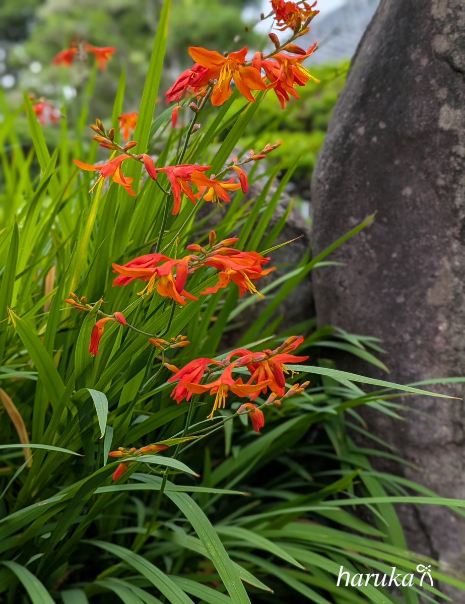 e1ZakRjj5Ixmdx9's tweet image. #TLを花でいっぱいにしよう
#庭の花
恥ずかしがり屋なのか 皆 下を向いて咲きます(^^)
ヒメヒオウギ 𓍯𓈒𓏸︎︎︎︎