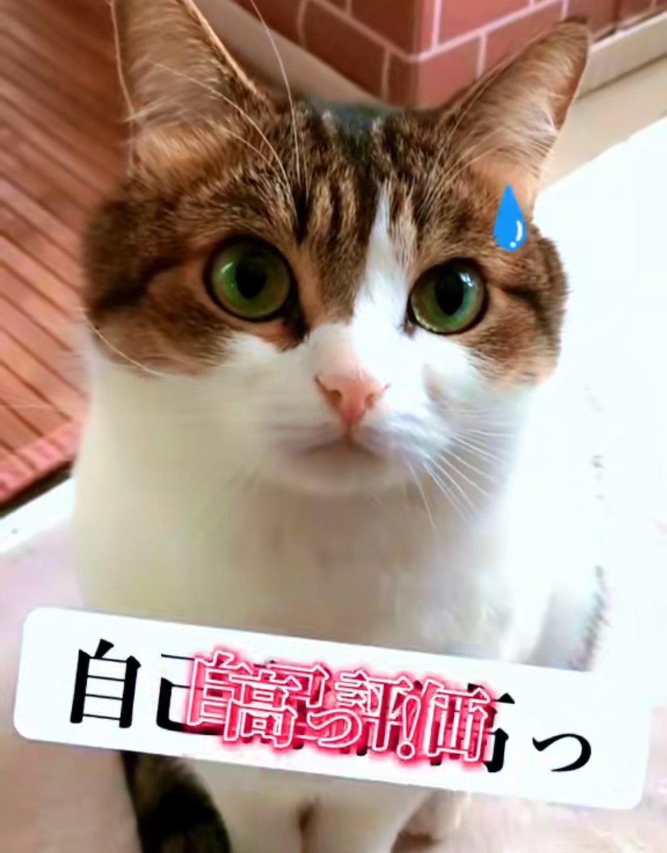 nikoandkotatoro's tweet image. 今日だけじゃなくていつもかわいいんやで😼✨😭
youtube.com/shorts/t7UNS3_…