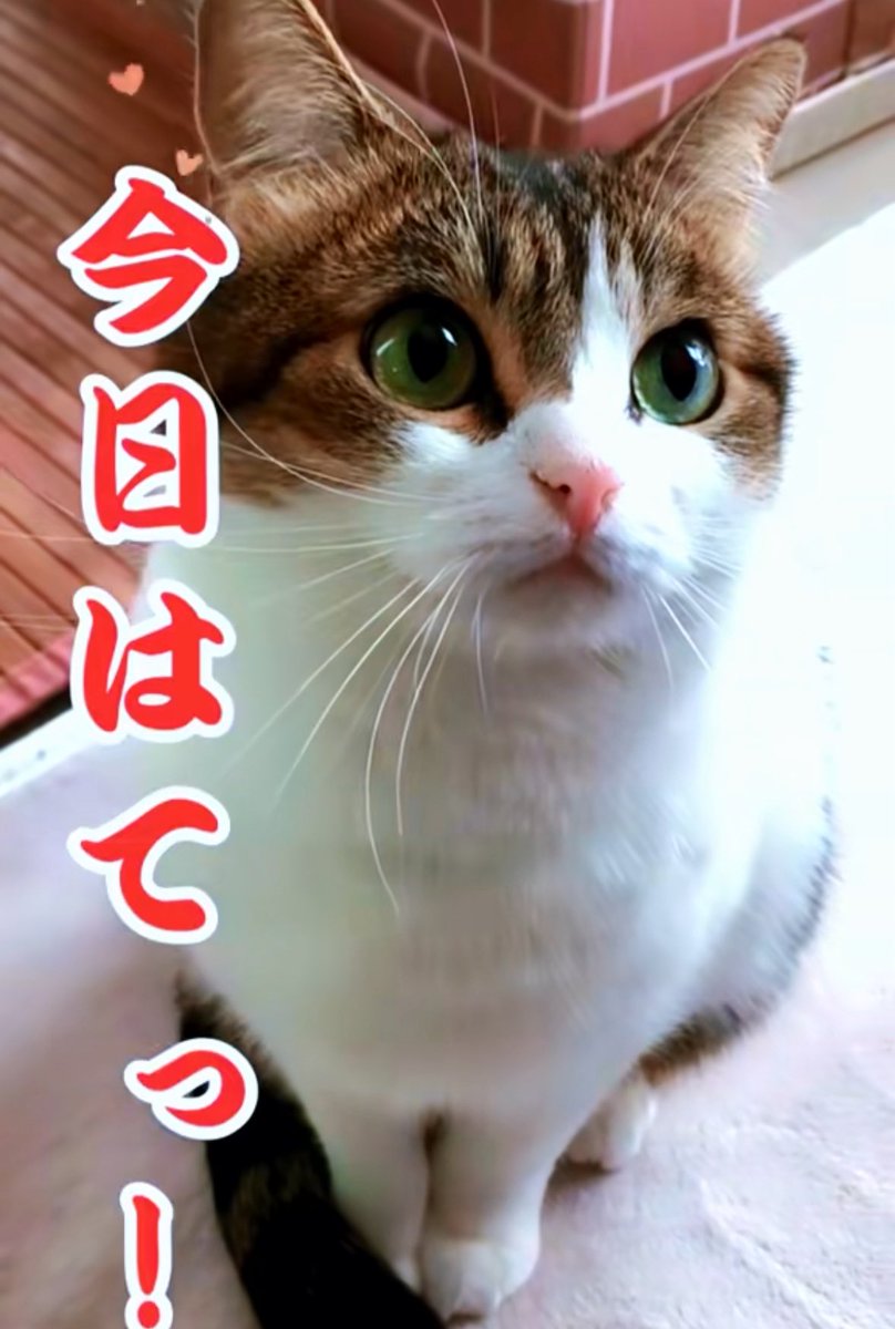 nikoandkotatoro's tweet image. 今日だけじゃなくていつもかわいいんやで😼✨😭
youtube.com/shorts/t7UNS3_…