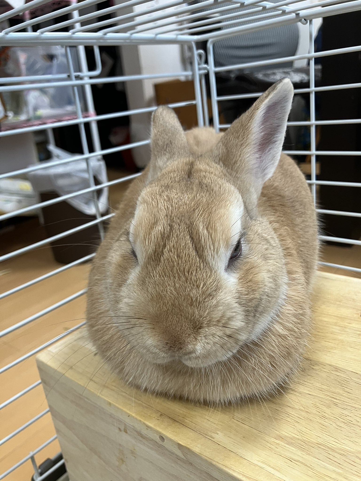 タヌキ寝入り 🥕🐇しおわた🐇🥕 on X: 