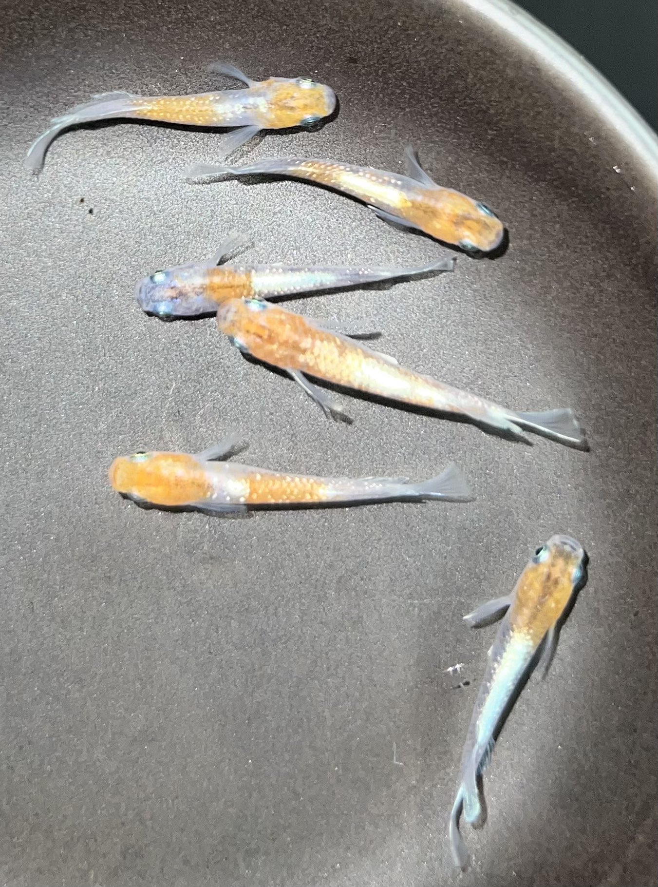 ❤ ハイカラ金魚❤ はい、チーズ（金魚 更紗三ツ尾和金）アクアリウム自慢 | 金魚