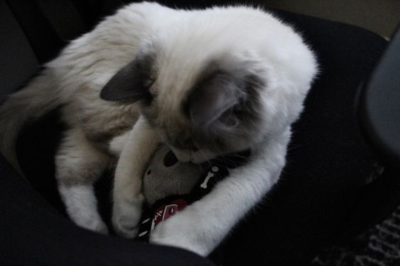 Revansche's tweet image. 