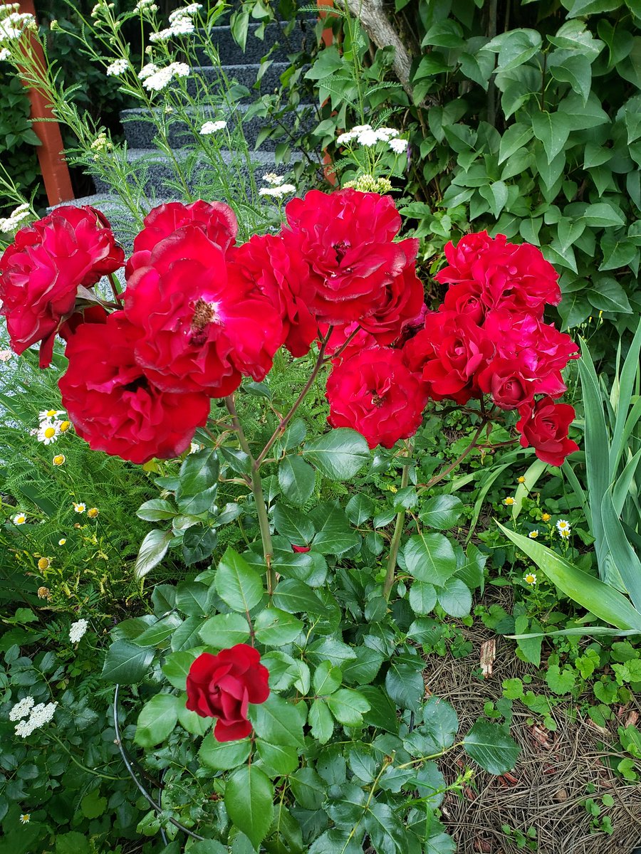 The roses are living our weather this summer!