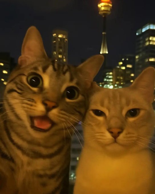 CatHaven13's tweet image. Selfie with girlfriend