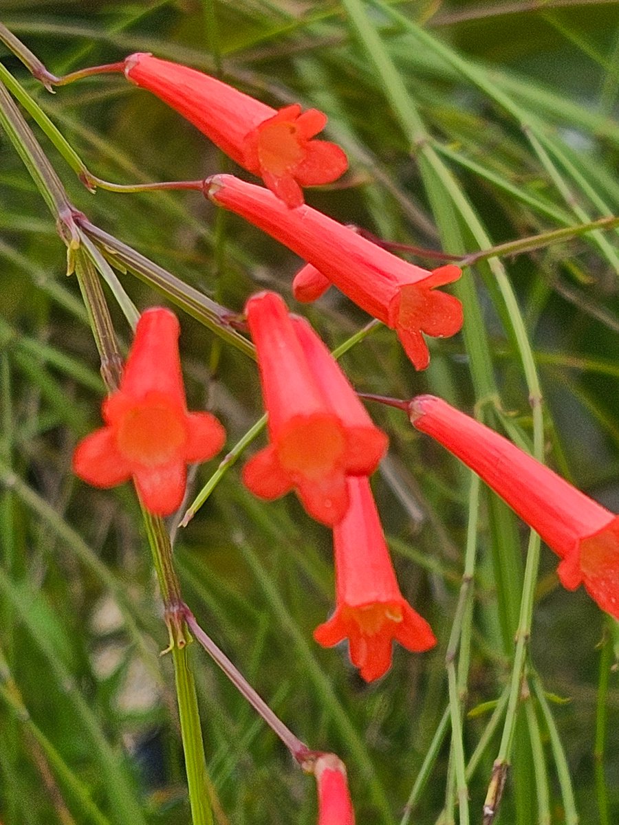 yoursarijit's tweet image. Good morning friends. Have a lovely Saturday
#GoodMorningX #GoodMorningXFriends #arijitlens #FlowersOnX #theme_pic_india_flowers
