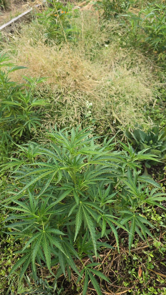 Cozy__Cubes's tweet image. Zkittles finally getting a break from the heat- these next couple of weeks, she's really going to push. Amazing cooler weather trending!! ✨️🌱