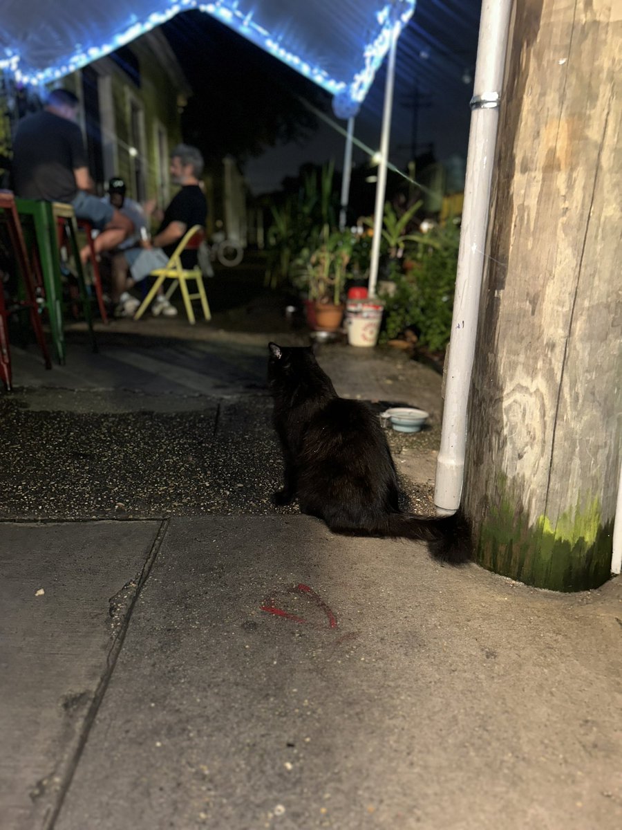 howlettstorm's tweet image. bar cat!!!