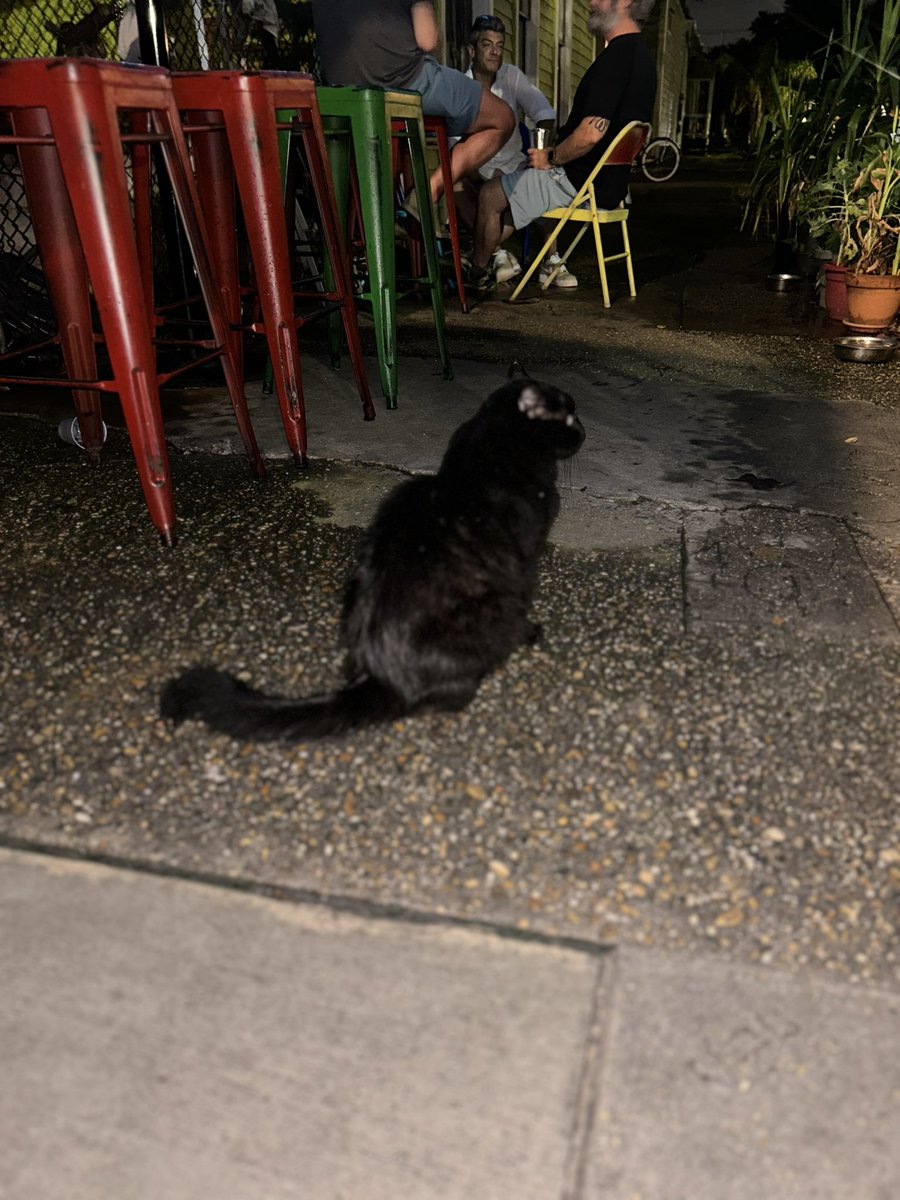 howlettstorm's tweet image. bar cat!!!