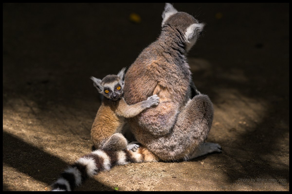 hiro_capy_ooo's tweet image. 仔ワオ、けっこう目線くれて嬉しい。
#Lemur #ワオキツネザル #サユリワールド