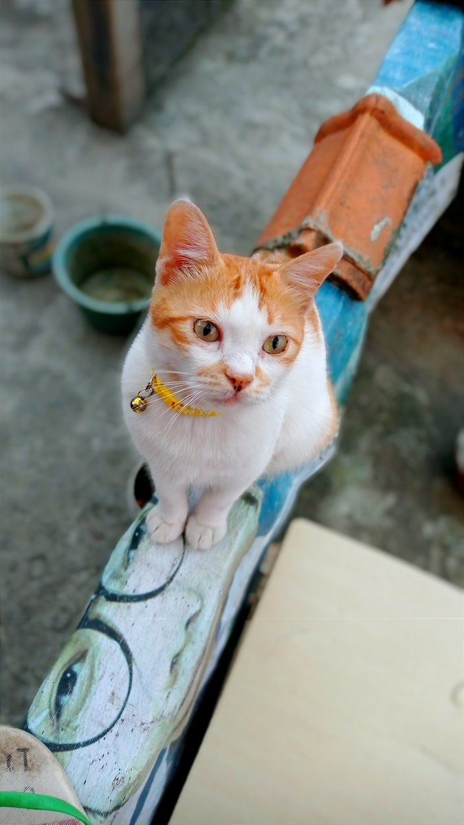 adienzcurviee's tweet photo. Namaku boyenn, 😄
#kucinglucu
#kucing https://t.co/FbvgBiH9Pk