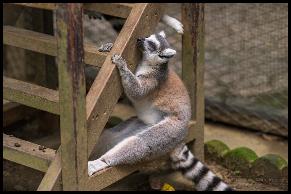 hiro_capy_ooo's tweet image. 冷たくて気持ちいいのかな？
#Lemur #ワオキツネザル #サユリワールド