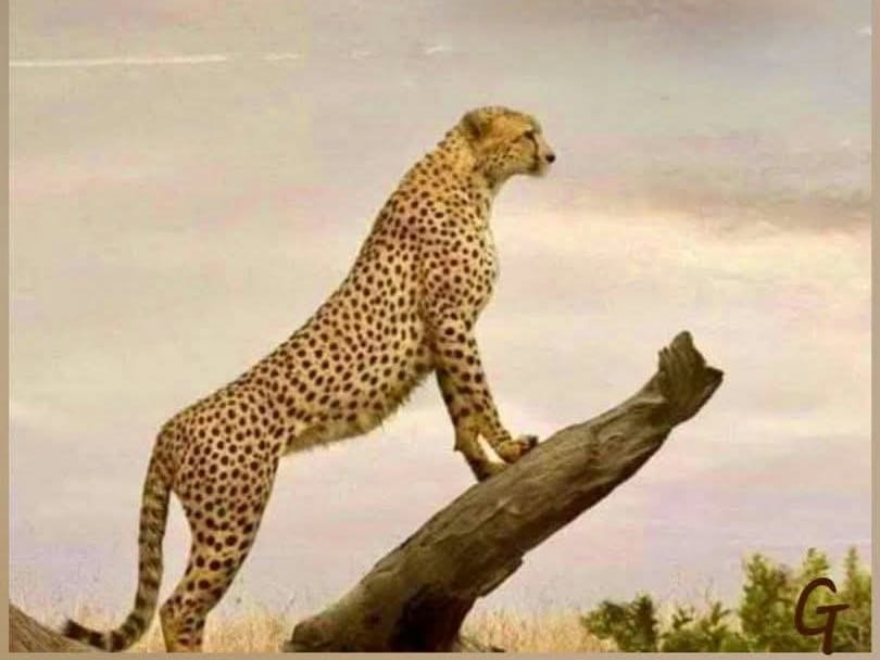 Urgency of the moment: VISUAL leadership that is wired to envision, achieve a more successful FUTURE, and create INNOVATIVE solutions to harness competitive advantage.