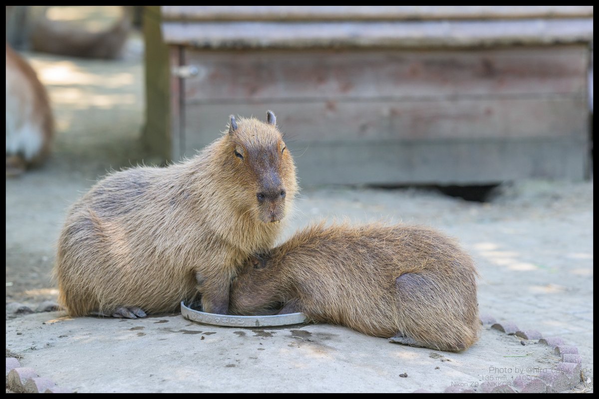 hiro_capy_ooo's tweet image. 「ちょっと、どこに突っ込んでるのよ！」って顔してる。
#Capybara #カピバラ #サユリワールド