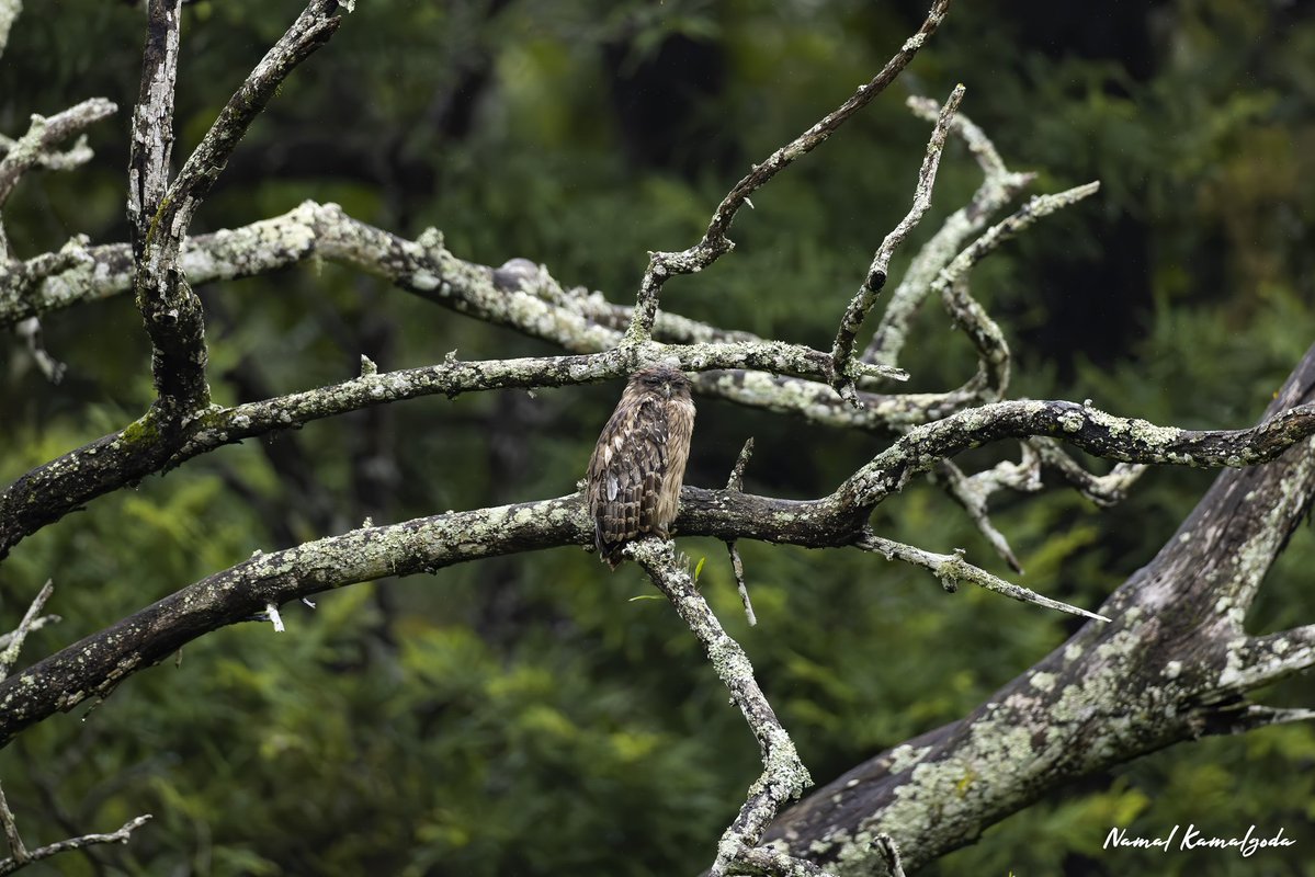 Namalkamalgoda's tweet image. Brown Fish Owl, only come out during the day when it&apos;s overcast and dark. It rained during every single safari  in Nagarahole National Park in Karanataka. 

#india #birdsofindia #brownfishowl #owl #nagarholenationalpark #kabinibackwaters #canonwildlife #safari #wild #nature