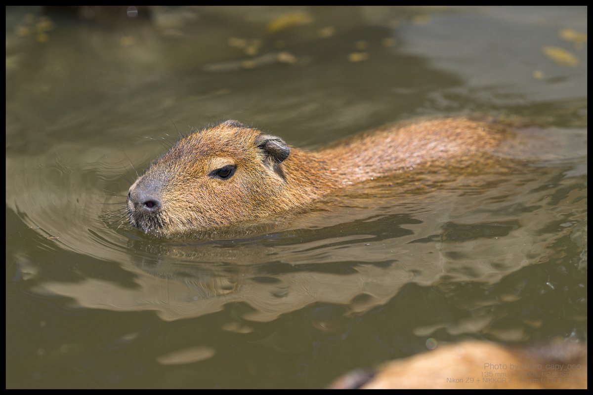 hiro_capy_ooo's tweet image. すいすい〜
#Capybara #カピバラ #袖ヶ浦ふれあいどうぶつ縁