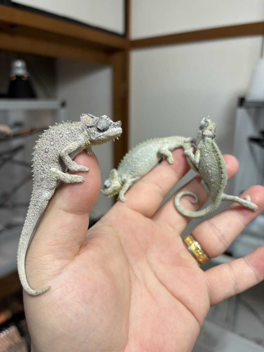 lien_1100's tweet image. ホーネリー、キサンは3匹ずつ大特価‼️