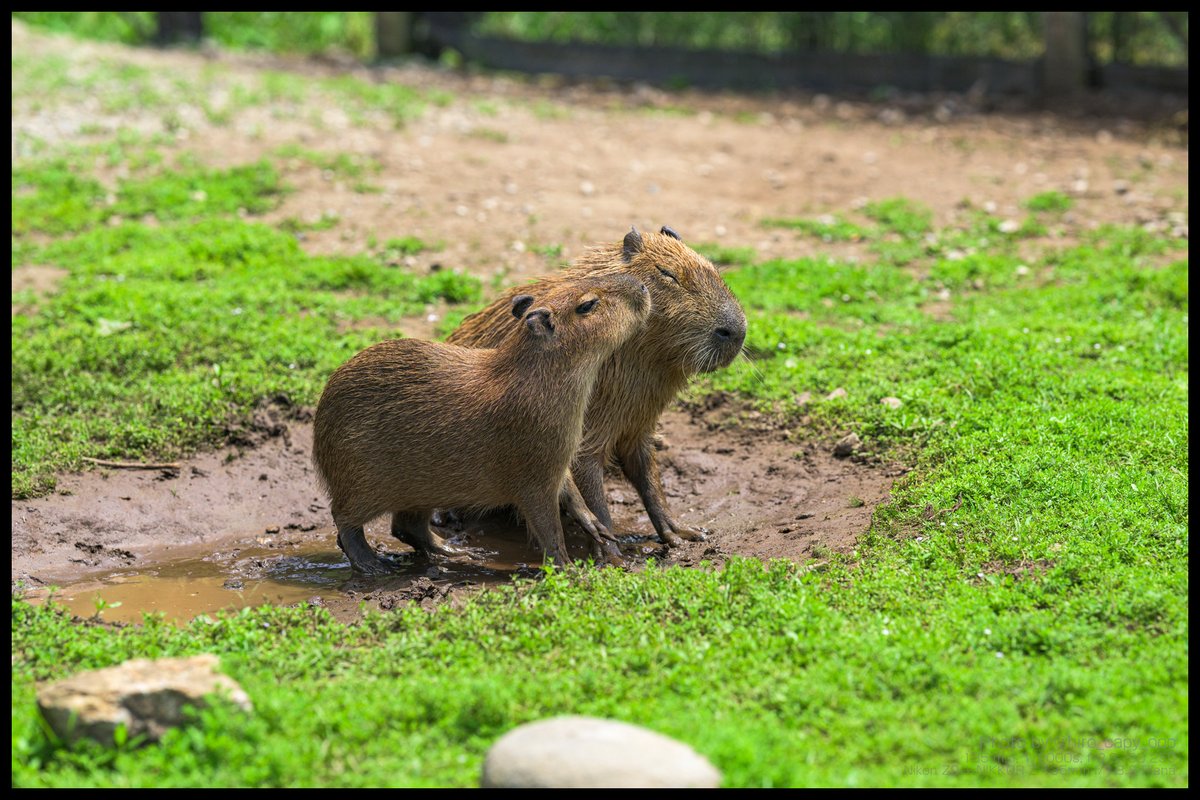 hiro_capy_ooo's tweet image. えいっ、えいっ・・・
#Capybara #カピバラ #袖ヶ浦ふれあいどうぶつ縁