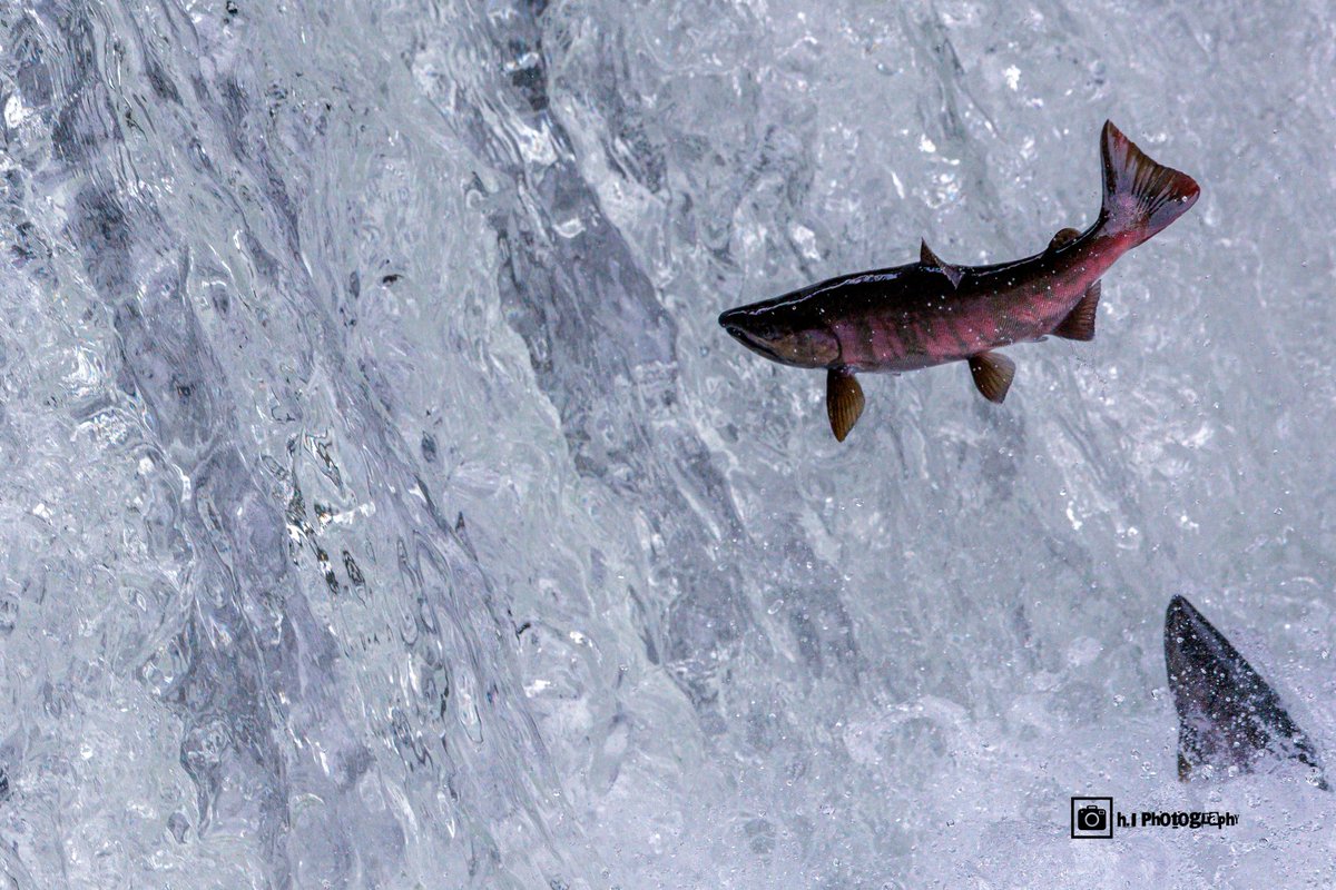 .Sea さん作　桜鱒　赤鬼　婚姻色 River.Sea さん作 桜鱒 赤鬼 婚姻色 婚姻色 桜鱒 サクラマス 雄、