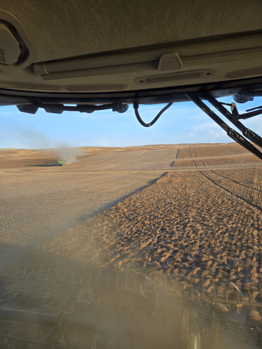Green lentil harvest started today.  5" of rain over the last 10 days has made these lentils lay down real flat to the ground...
