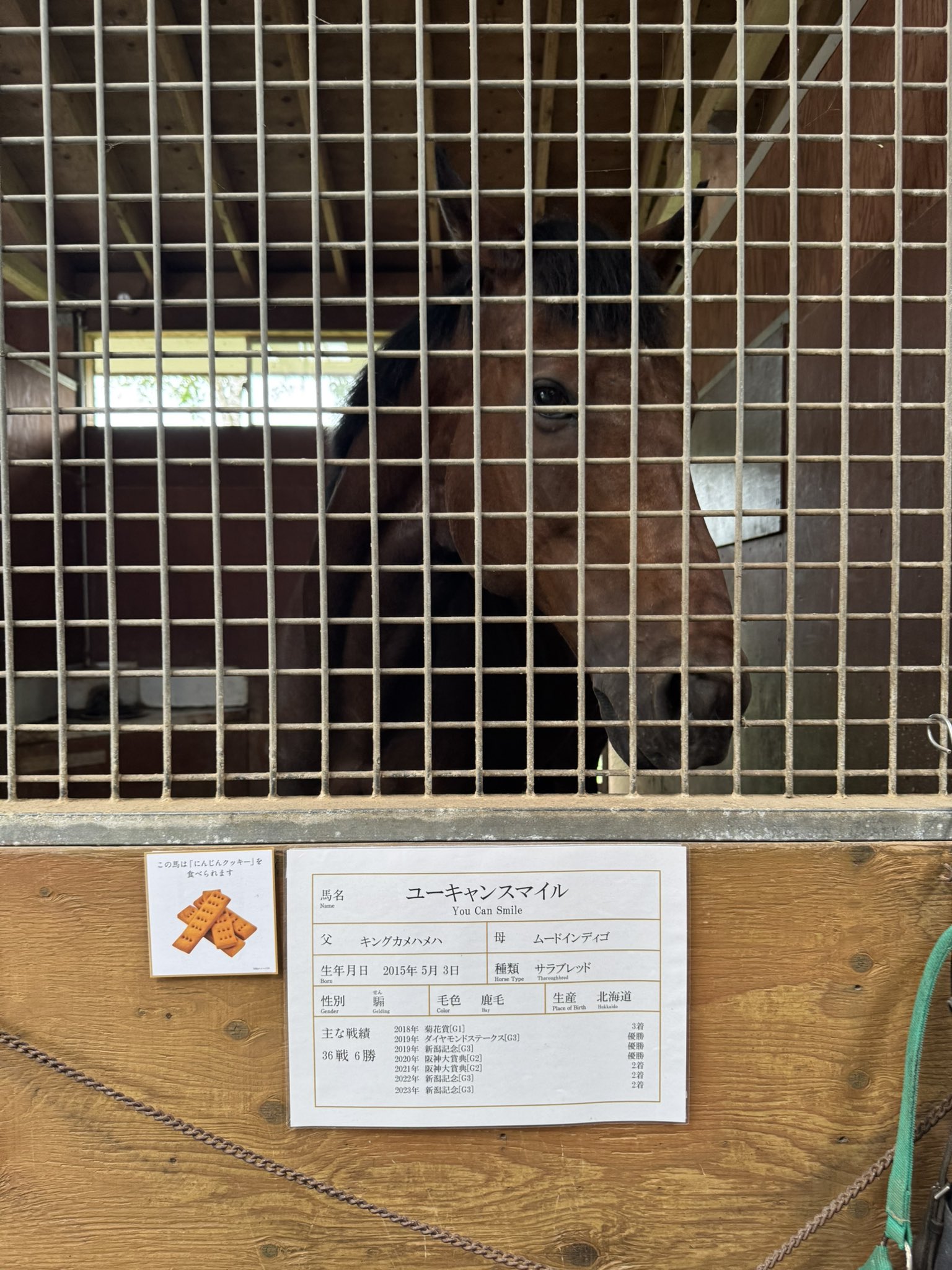 油絵　ゆ(o^^o)★確認　ベストフレンド馬と犬 油絵 ゆ(o^^o)☆確認 ベストフレンド馬と犬 油絵 ゆ(o^^o)☆様