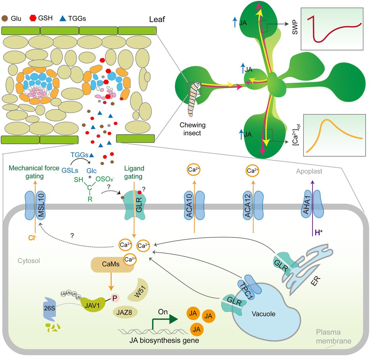 sci_plant's tweet image. Electrical and calcium signaling in plant systemic defense: from local wounds to global responses
nph.onlinelibrary.wiley.com/doi/10.1111/np…
♻️