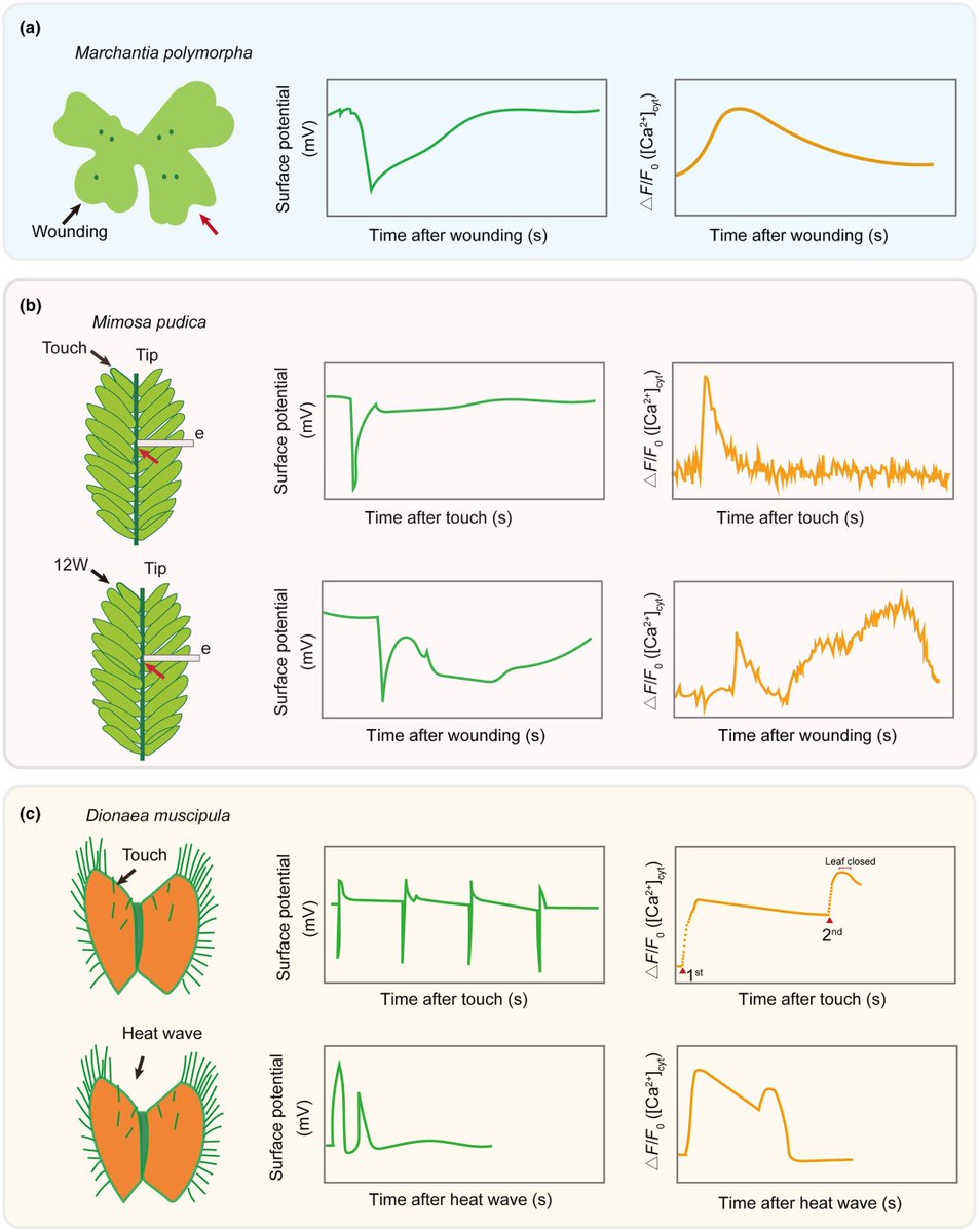 sci_plant's tweet image. Electrical and calcium signaling in plant systemic defense: from local wounds to global responses
nph.onlinelibrary.wiley.com/doi/10.1111/np…
♻️