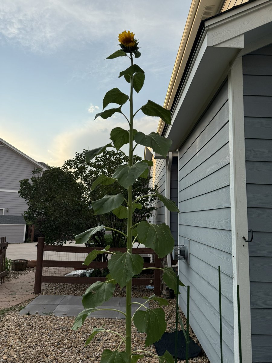 EPOCHpool's tweet image. Finally blooming 🌻
Blows my mind we grew this from a seed