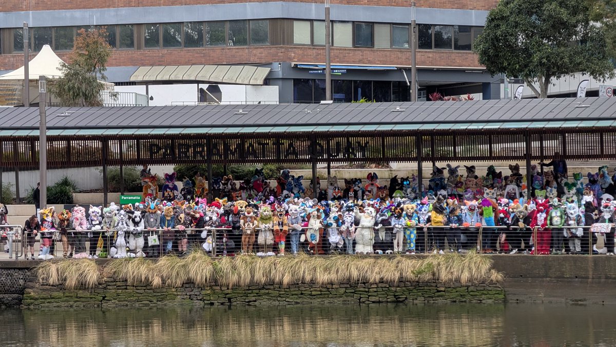 #Furries return to Sydney for #Aurawra2025 and finally get to do the #Aurawra #fursuit walk along the Parramatta River ... after 3 years waiting for the chance of good weather!