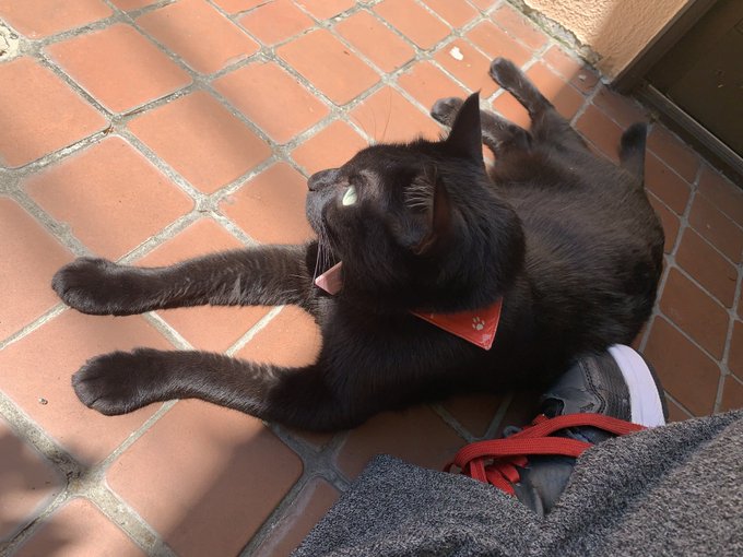 晴れてる日は庭先で日向ぼっこしたがるんだけど 黒いから爆速で熱々になるんだよね… そろそろ部屋戻らない?